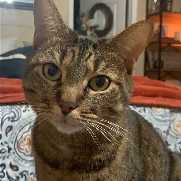 Meet your Posher, Cori - Picture 1 of 1